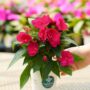 New Guinea Impatiens – Sonic Deep Purple – 4.5″ Pot